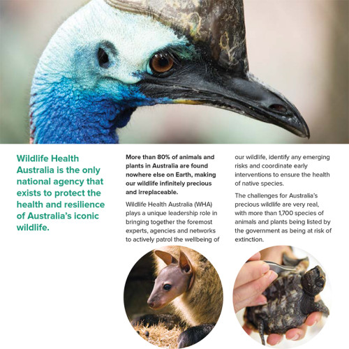 page design of a brochure for Wildlife Health Australia featuring an image of a cassowary